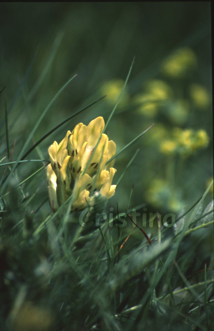 Astragalus